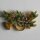 Kinderknopf, beige, Dill 17201-140112